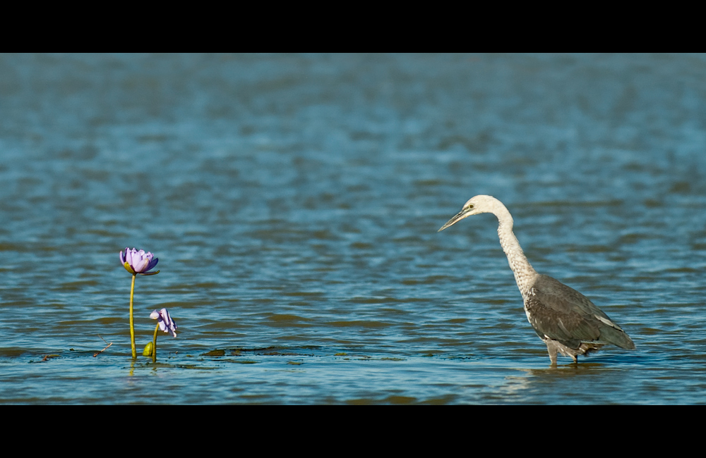 Reiher mit Blüte