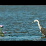 Reiher mit Blüte