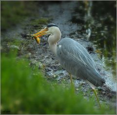 Reiher mit dem Fisch