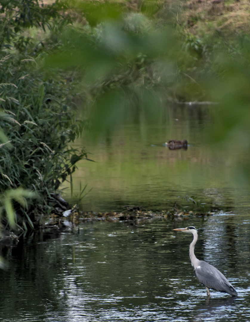 Reiher mit Ente