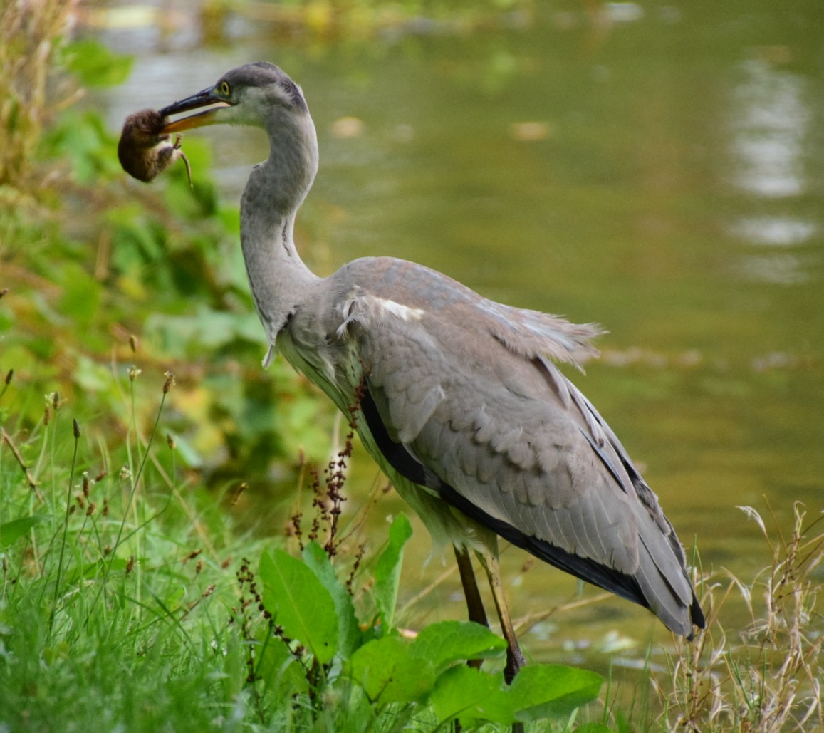 Reiher mit erfolgreicher Beute 