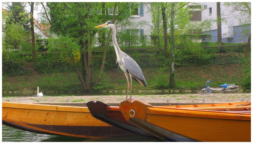 Reiher mit Fahrrad