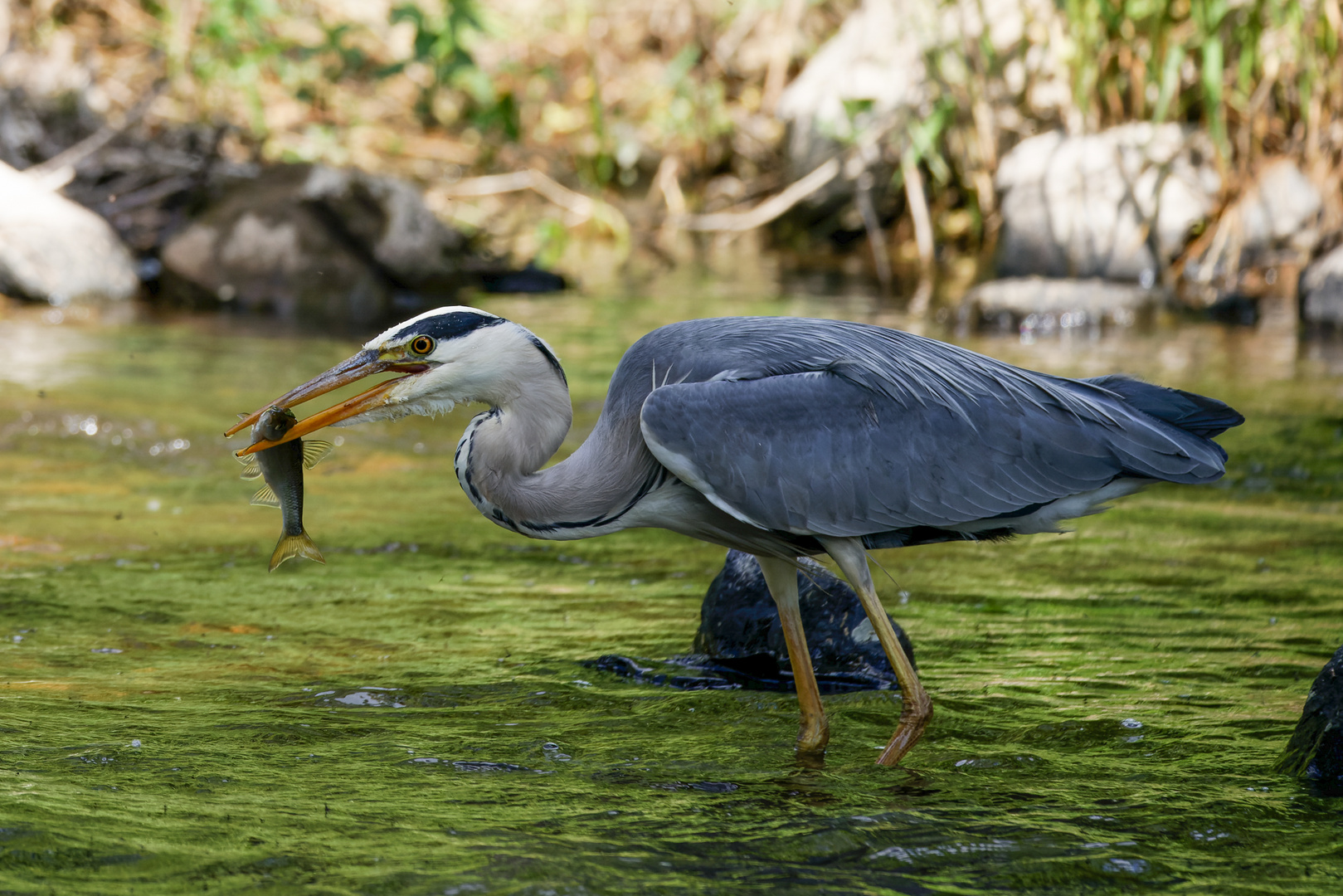 Reiher mit Fisch