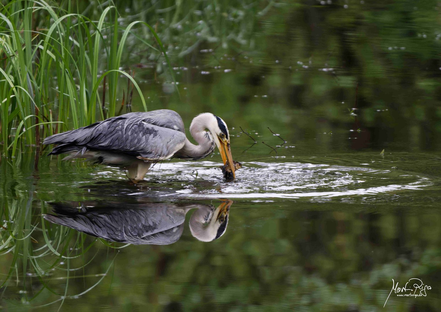 Reiher mit Fisch