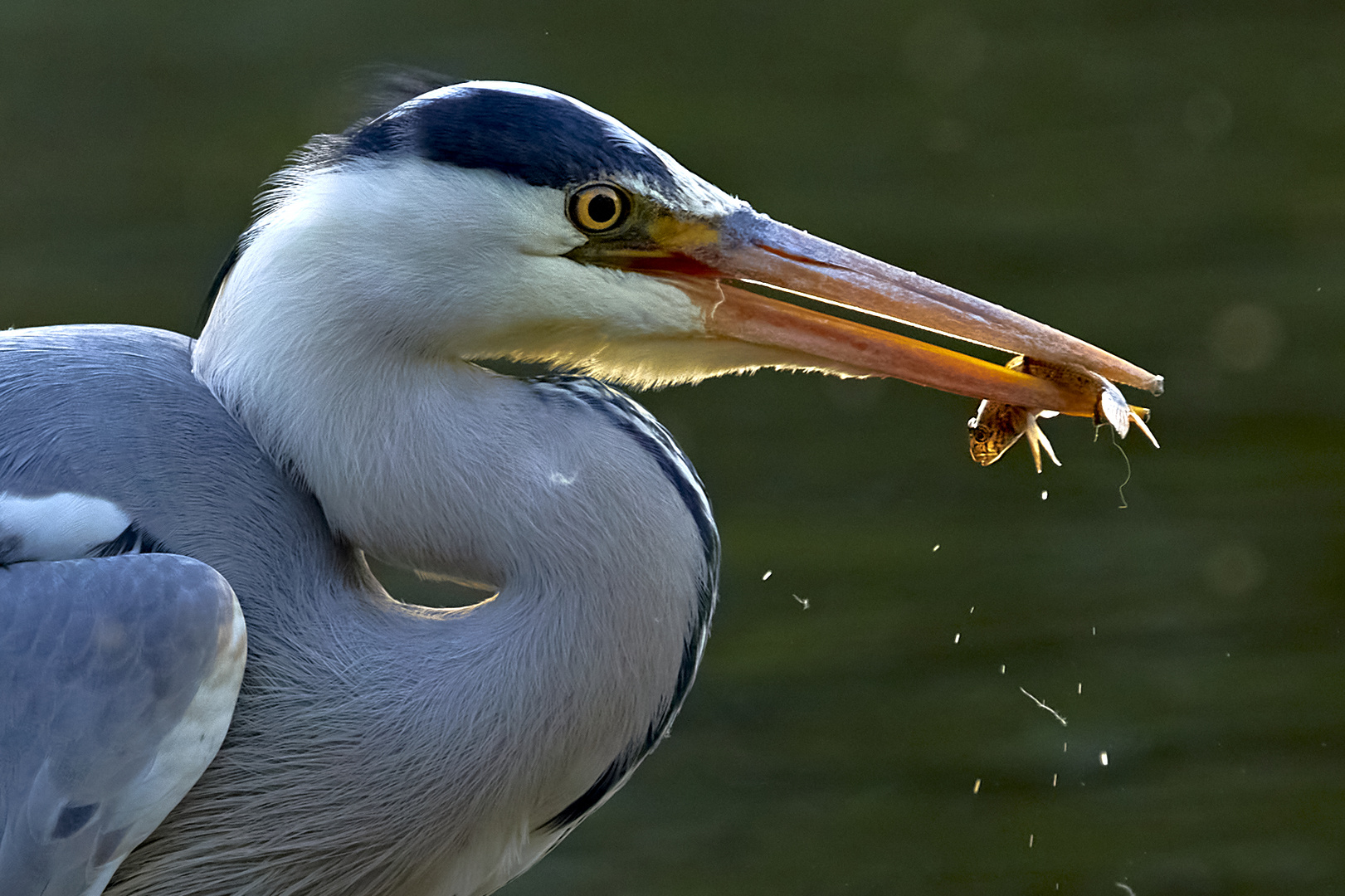 Reiher mit Fisch