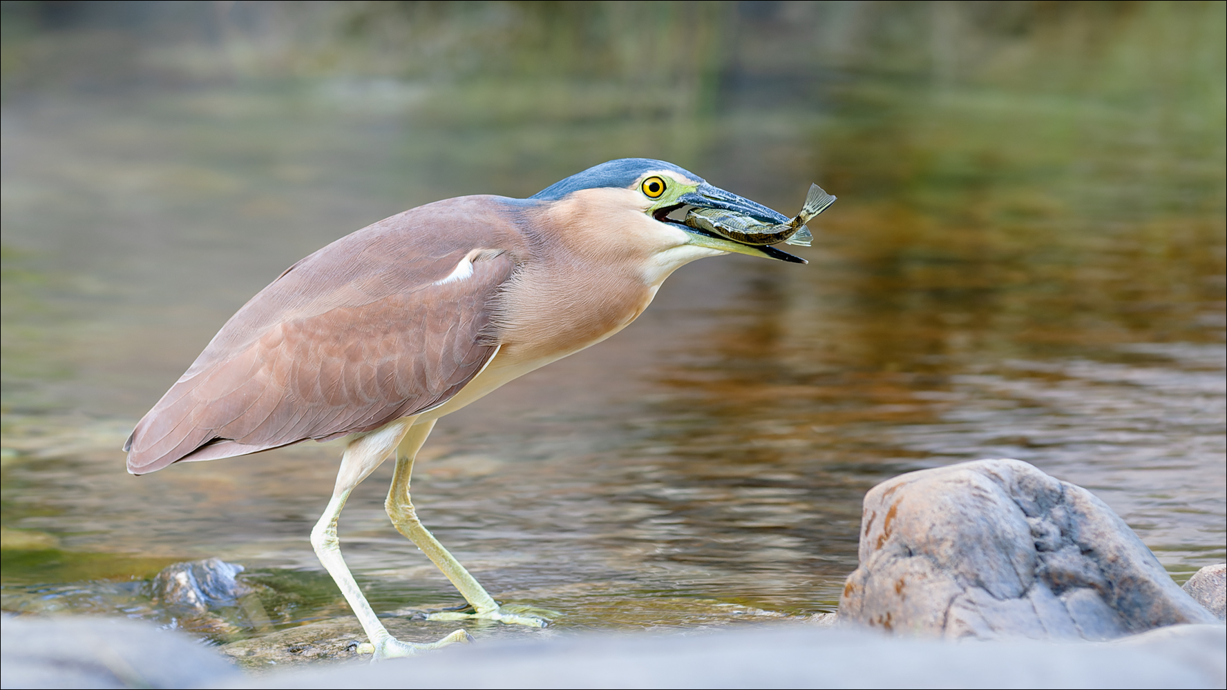 Reiher mit Fisch