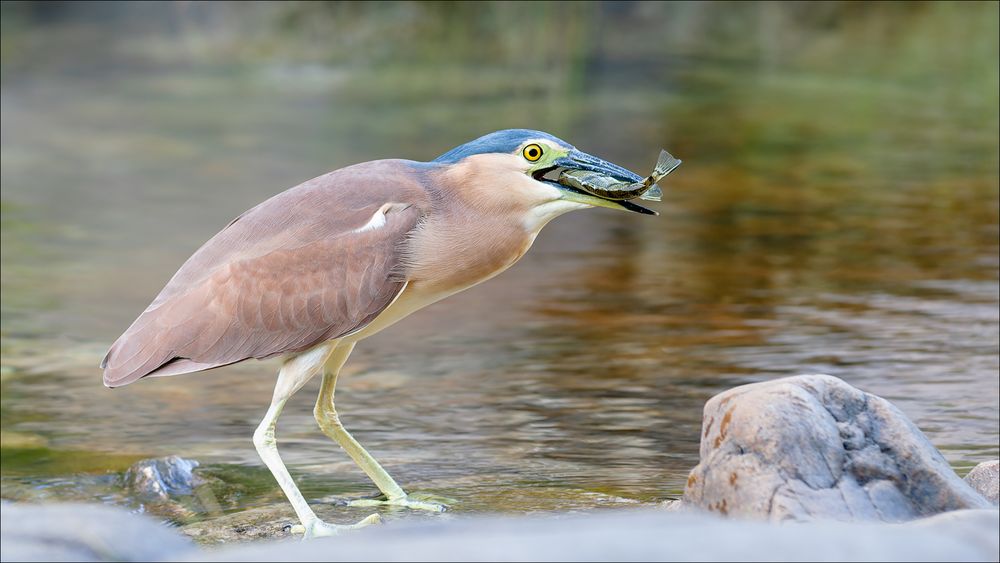 Reiher mit Fisch