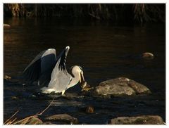 Reiher mit Fisch