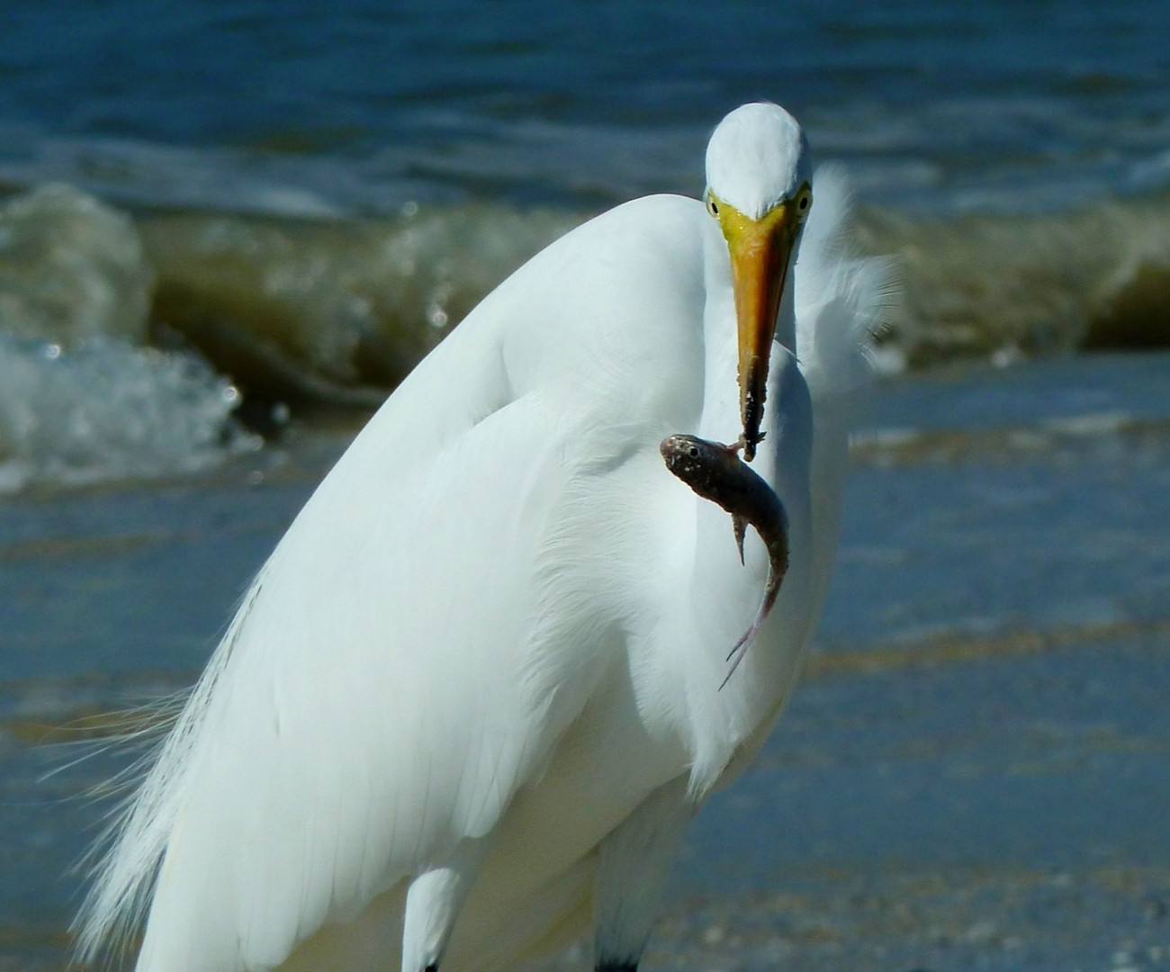 Reiher mit Fisch, Ft. Myers, Florida