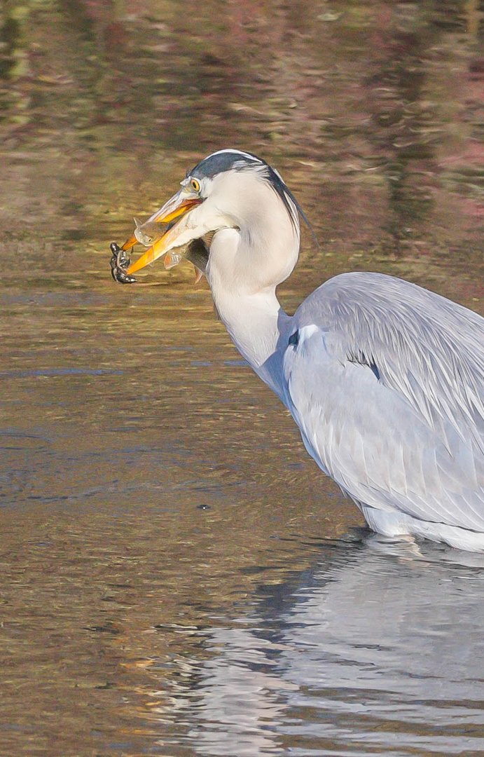 Reiher mit Fisch und noch etwas Beilage Foto &amp; Bild | natur, tiere ...