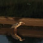 Reiher mit Frosch und Eisvogel