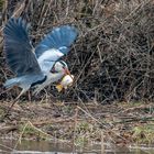 Reiher mit grossem Fisch im Flug