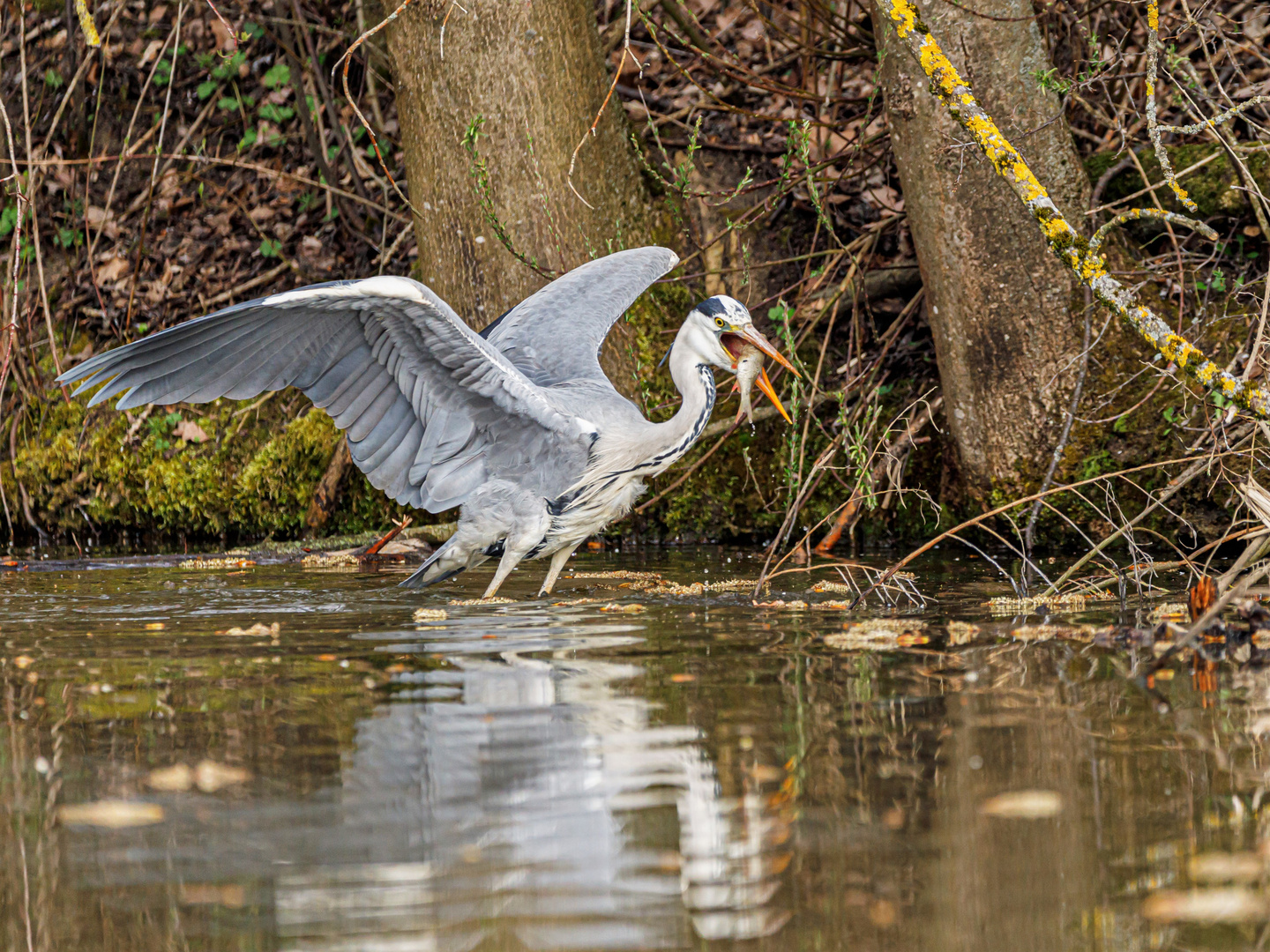 Reiher mit Jagderfolg