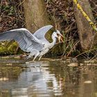 Reiher mit Jagderfolg