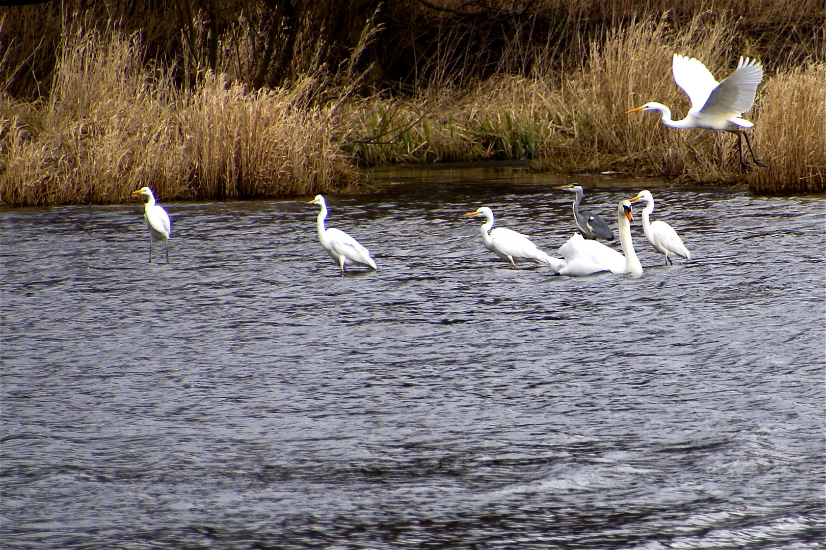 Reiher mit Nachwuchs