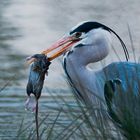 Reiher mit Ratte im Schnabel