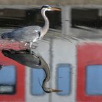 Reiher mit S-Bahn-Anschluss