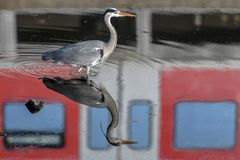 Reiher mit S-Bahn-Anschluss