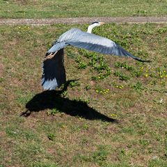 Reiher mit Schatten