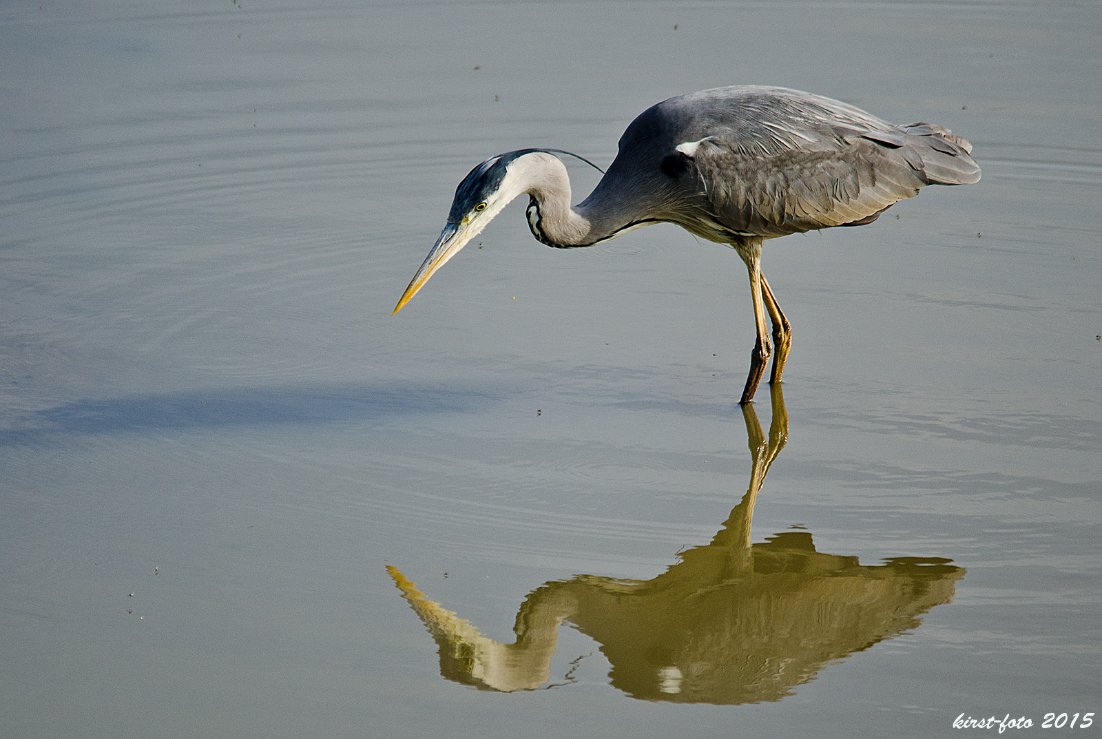 Reiher mit Spiegelung