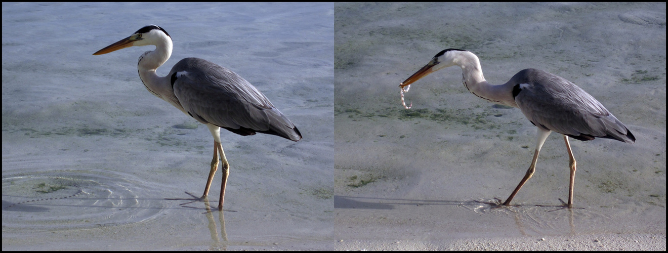 Reiher mit Wasserschlange