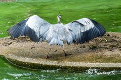 Reiher nach dem - unfreiwilligen - Bad