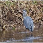 Reiher nach erfolgreicher Jagd