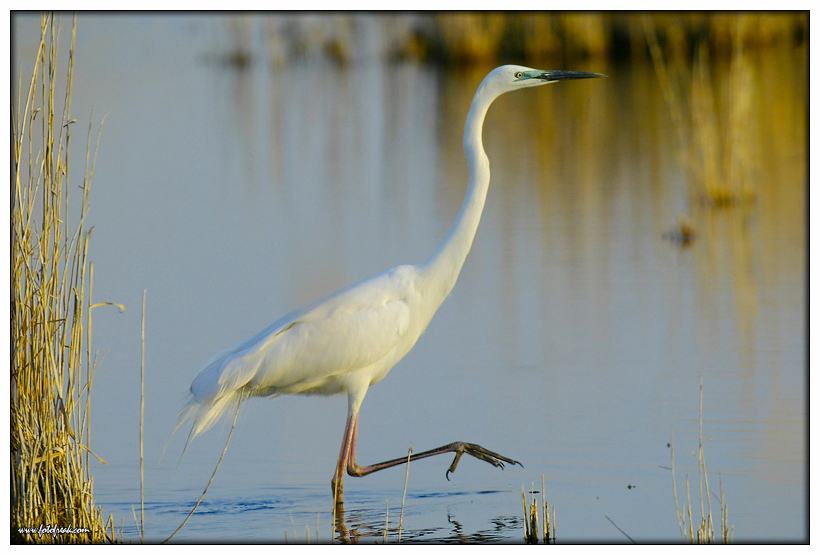 Reiher-Nationalpark-Seewinkel