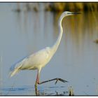 Reiher-Nationalpark-Seewinkel