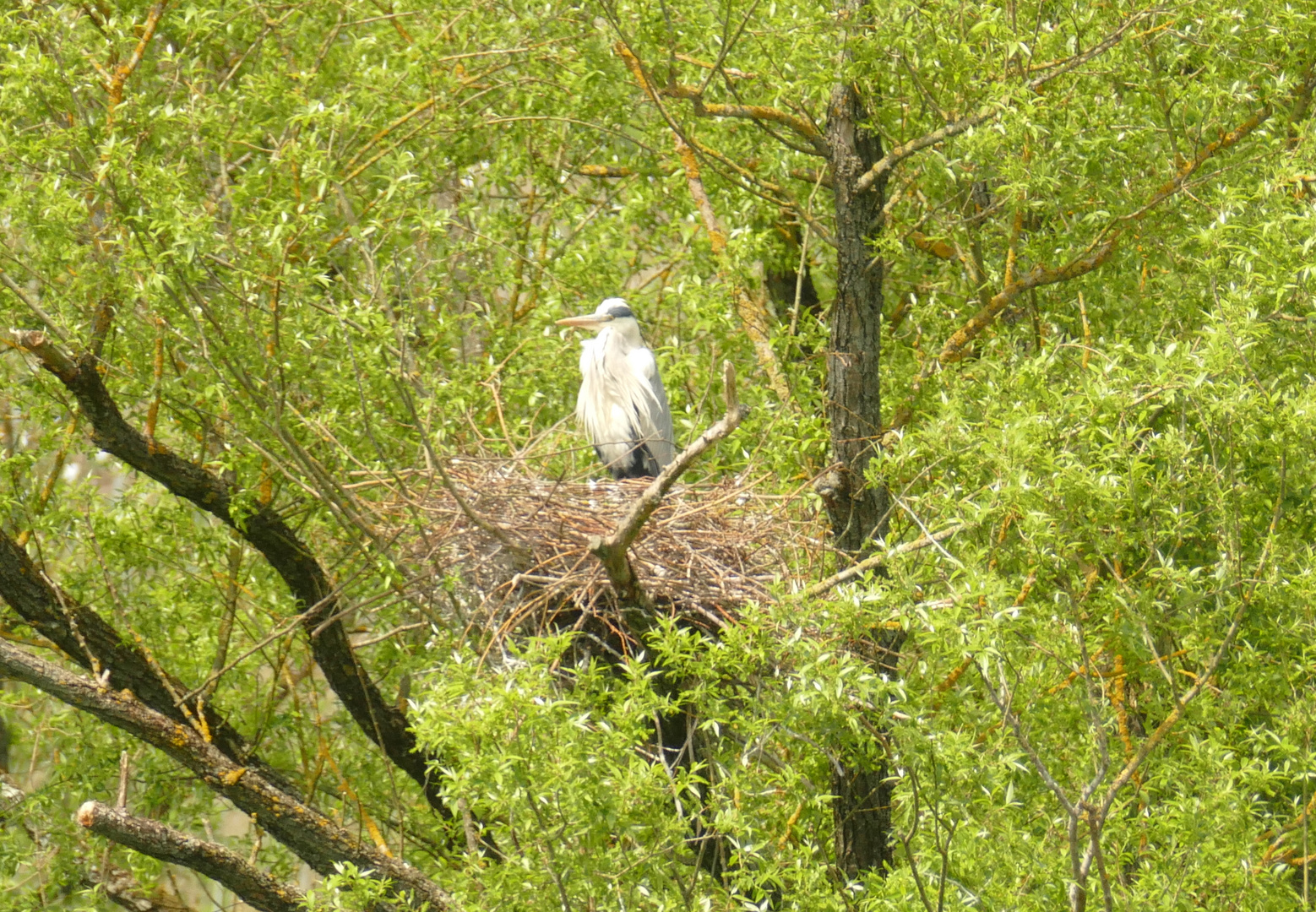 °°°° Reiher-Nest °°°°