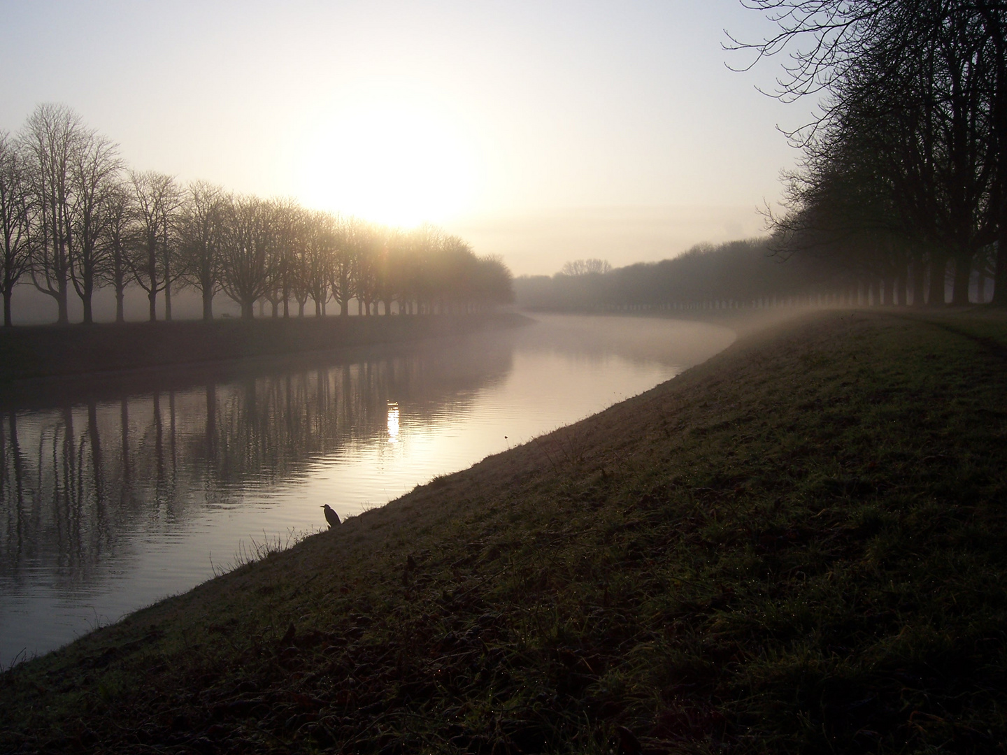 Reiher-oder-wer im frühen Winternebel