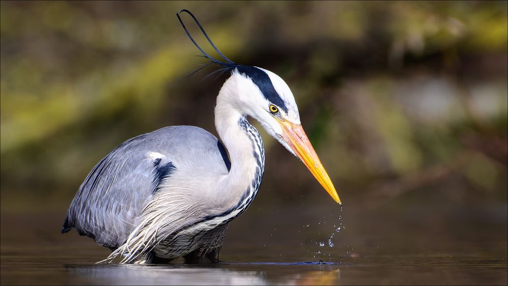 Reiher ohne Fisch