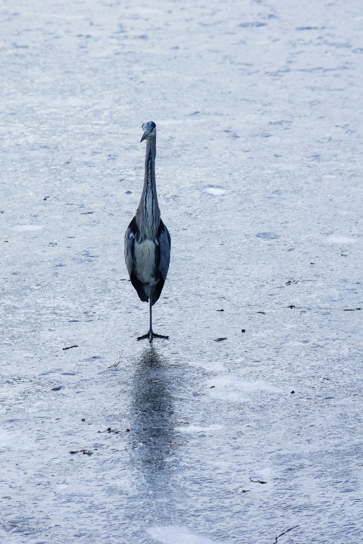 Reiher on ice