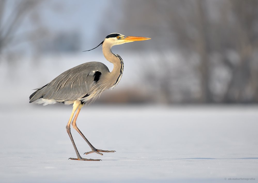 Reiher on Ice