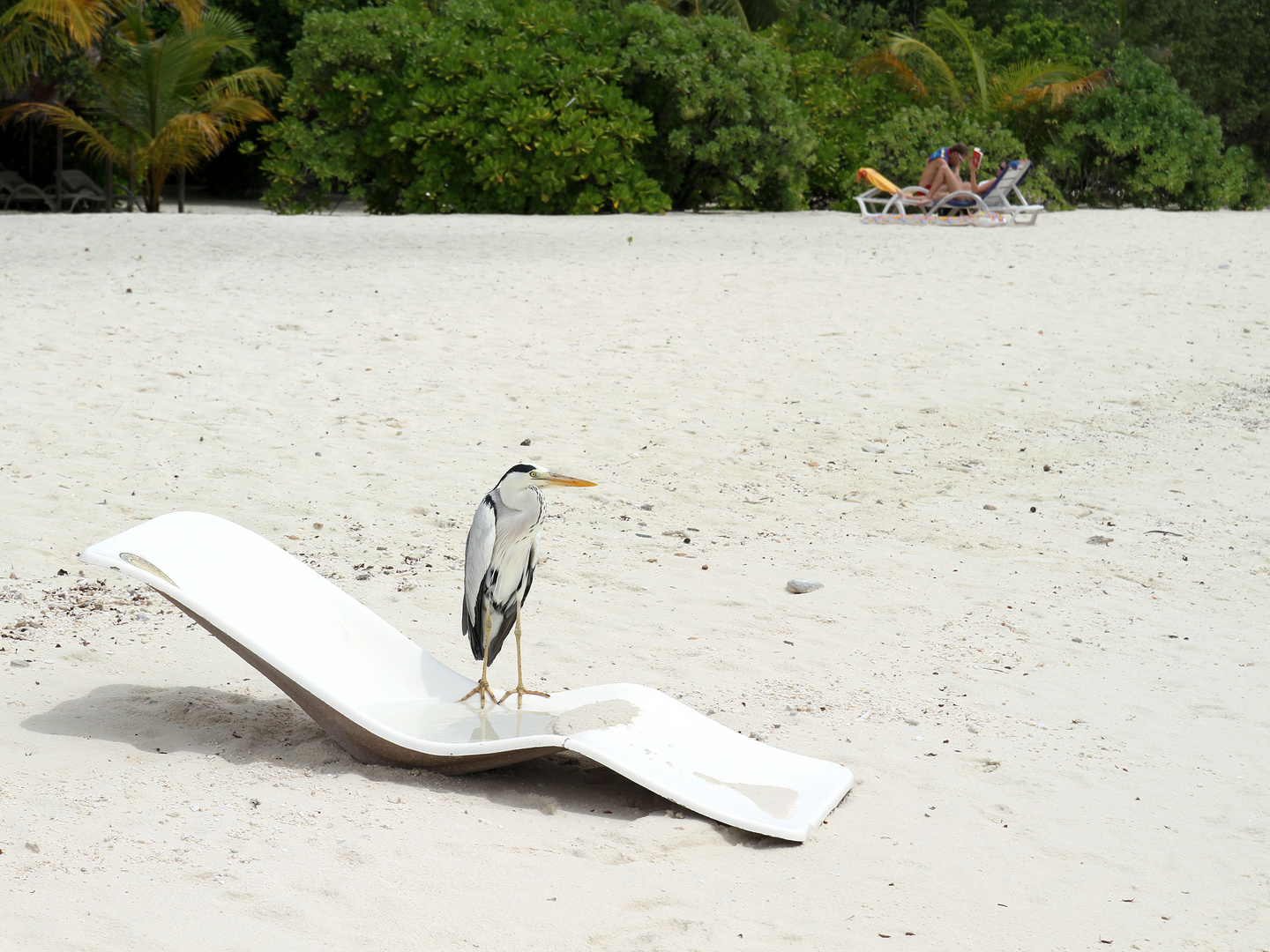 Reiher on the Beach