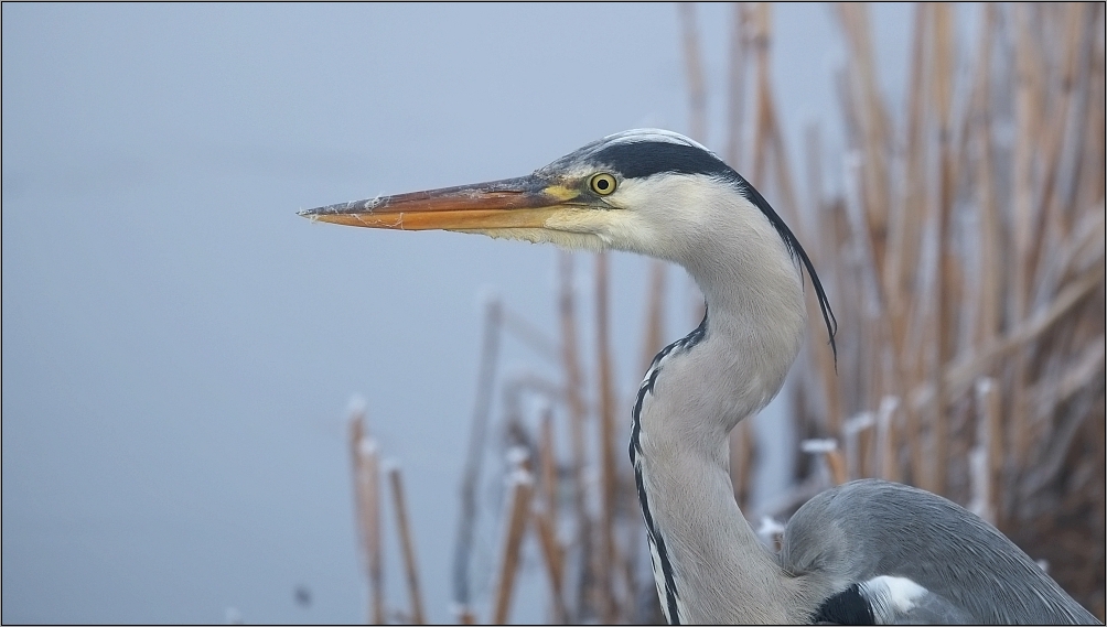 Reiher-Porträt