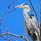 REIHER-PORTRÄT MIT DER COOLPIX