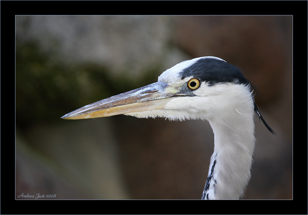 Reiher Portrait