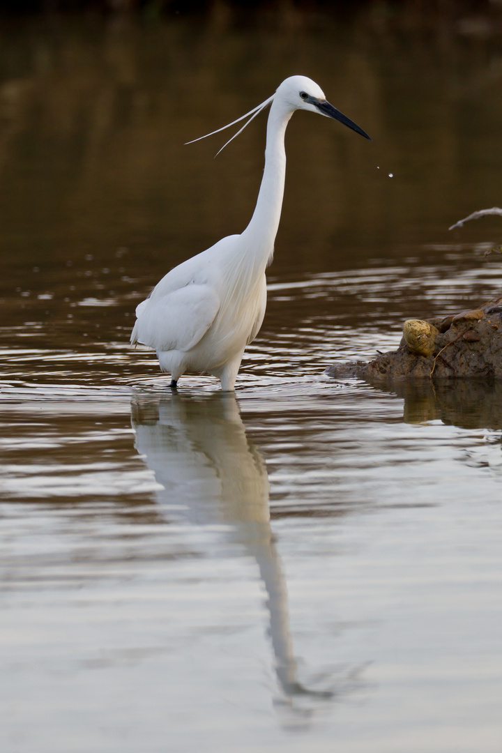 Reiher-Portrait