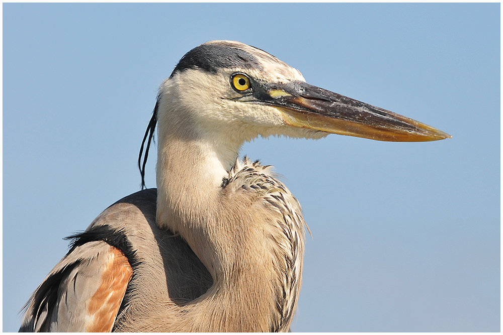 Reiher portrait