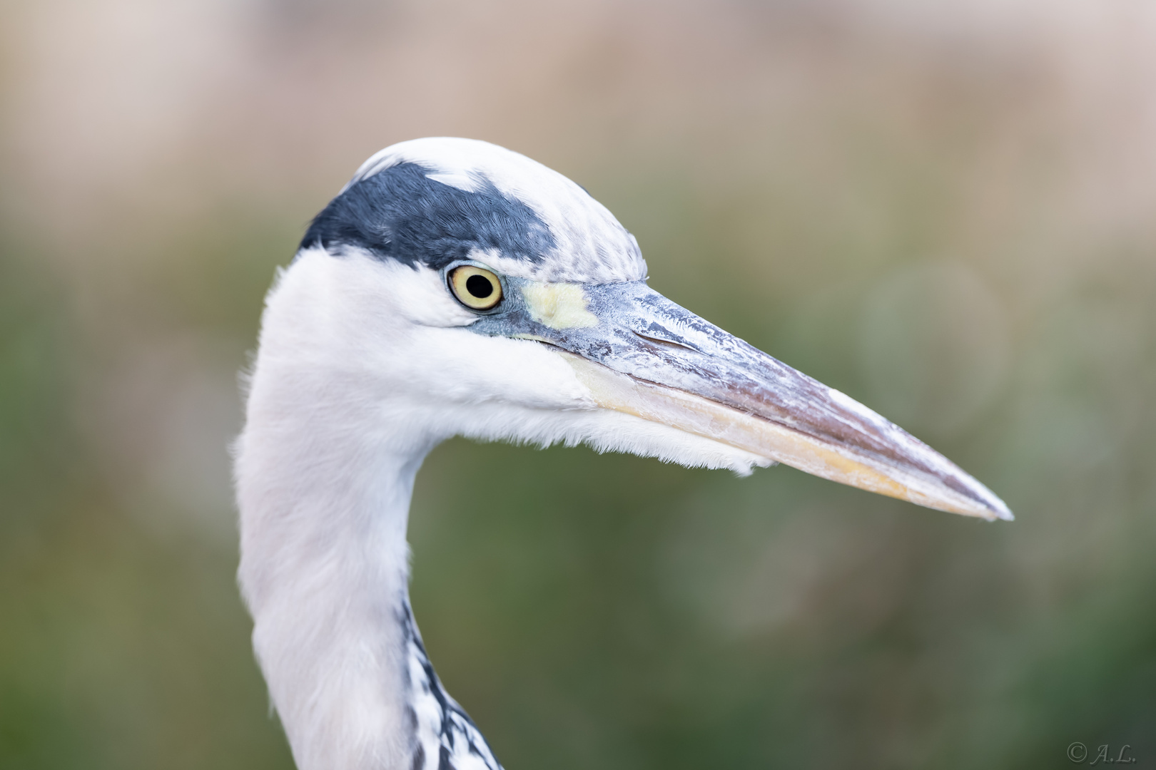 Reiher Portrait