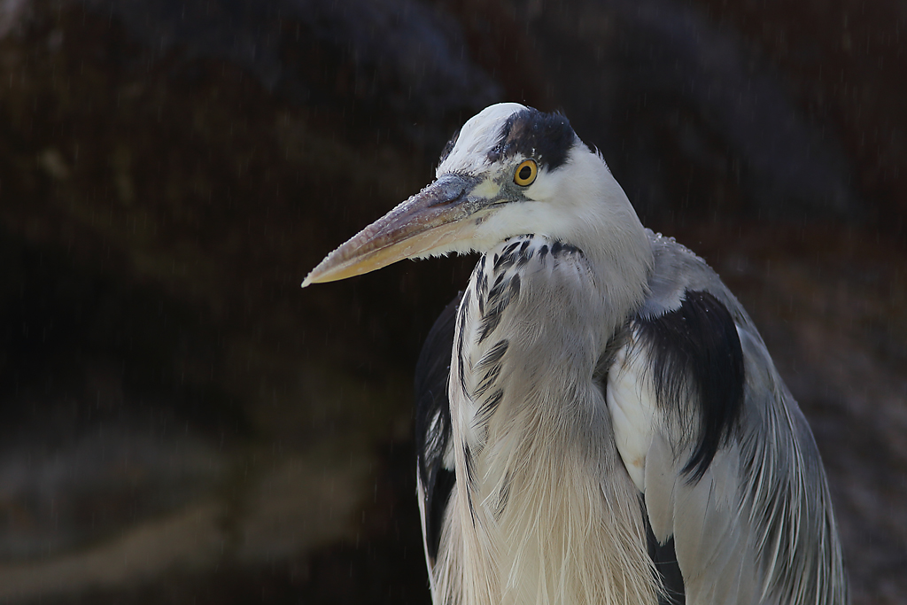 Reiher Portrait