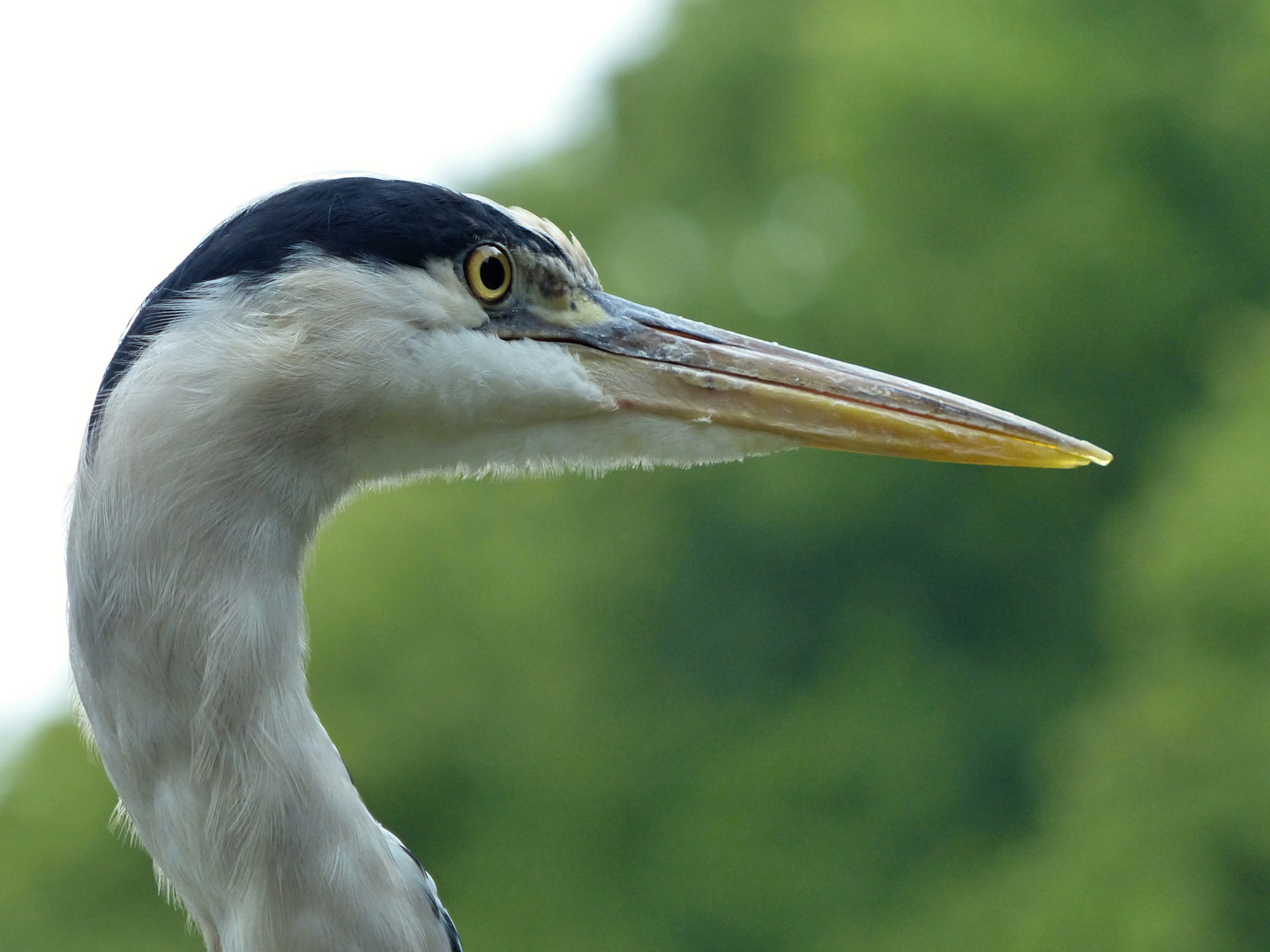 Reiher-Portrait