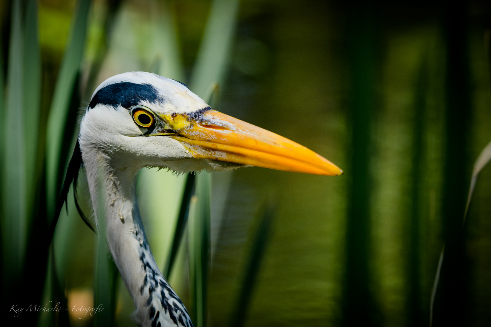 Reiher Portrait