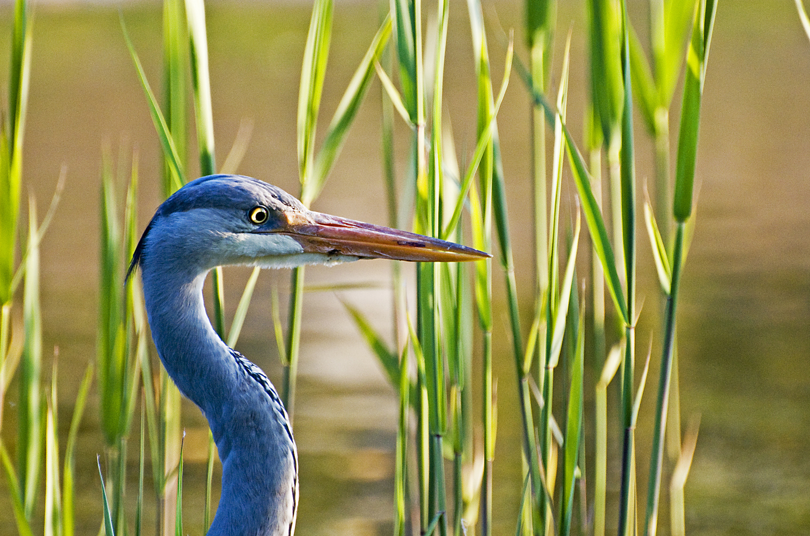 Reiher Portrait II