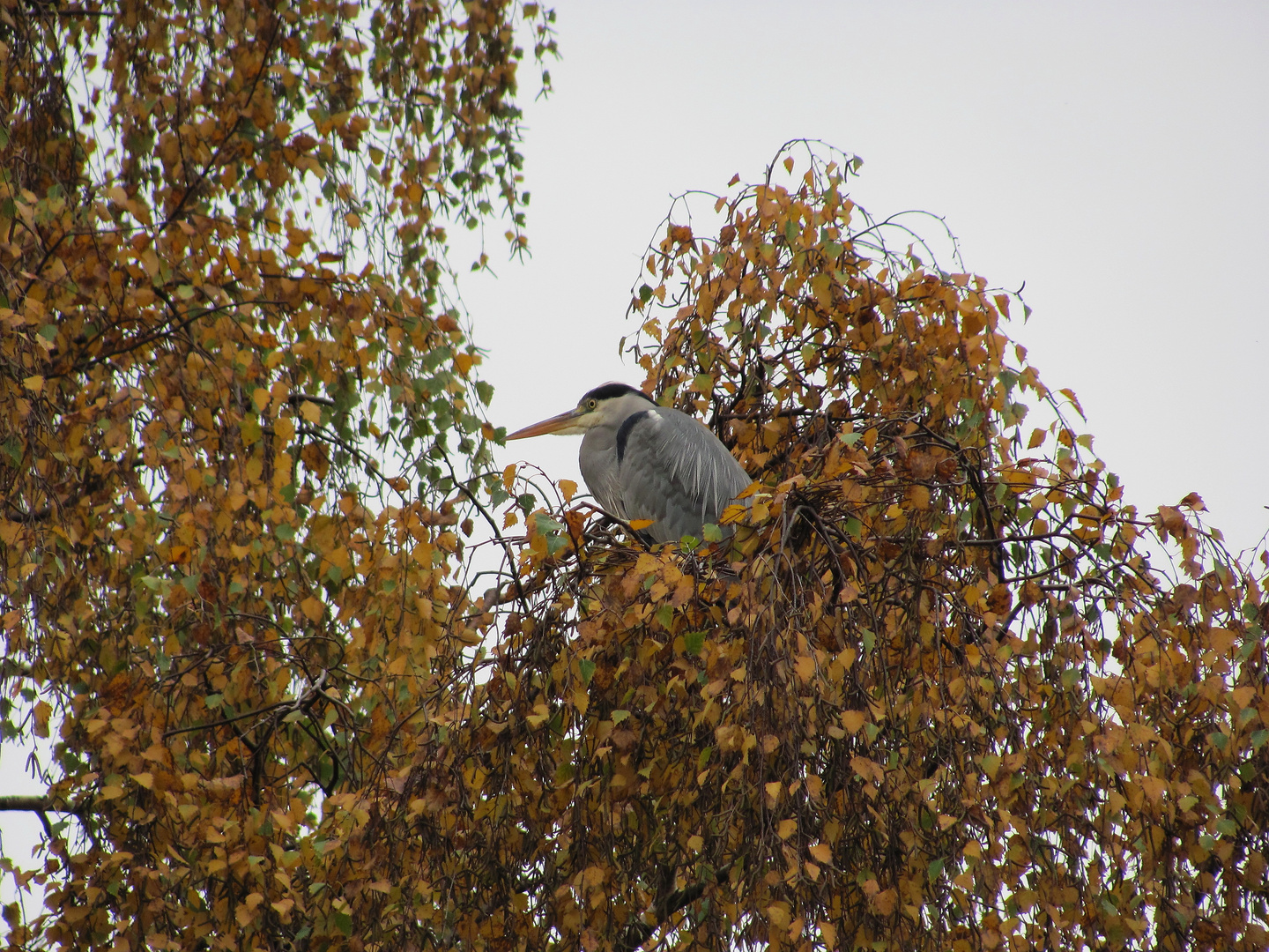 Reiher Rheinpark Neuss