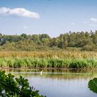 Reiher - Riddagshausen/Braunschweig