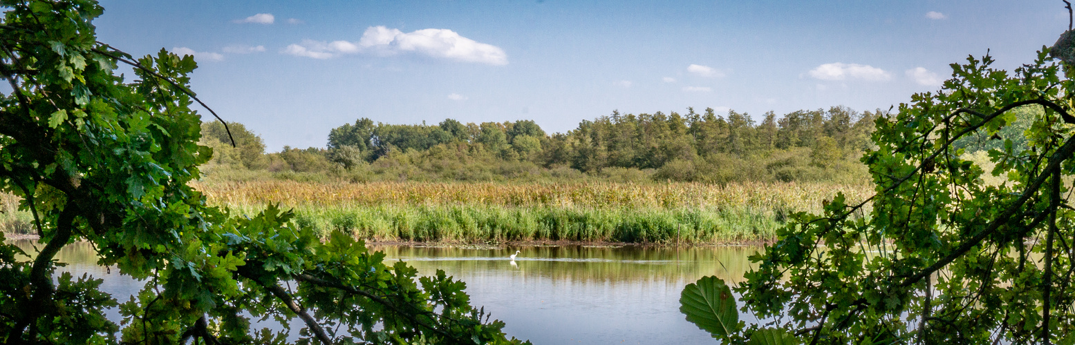 Reiher - Riddagshausen/Braunschweig