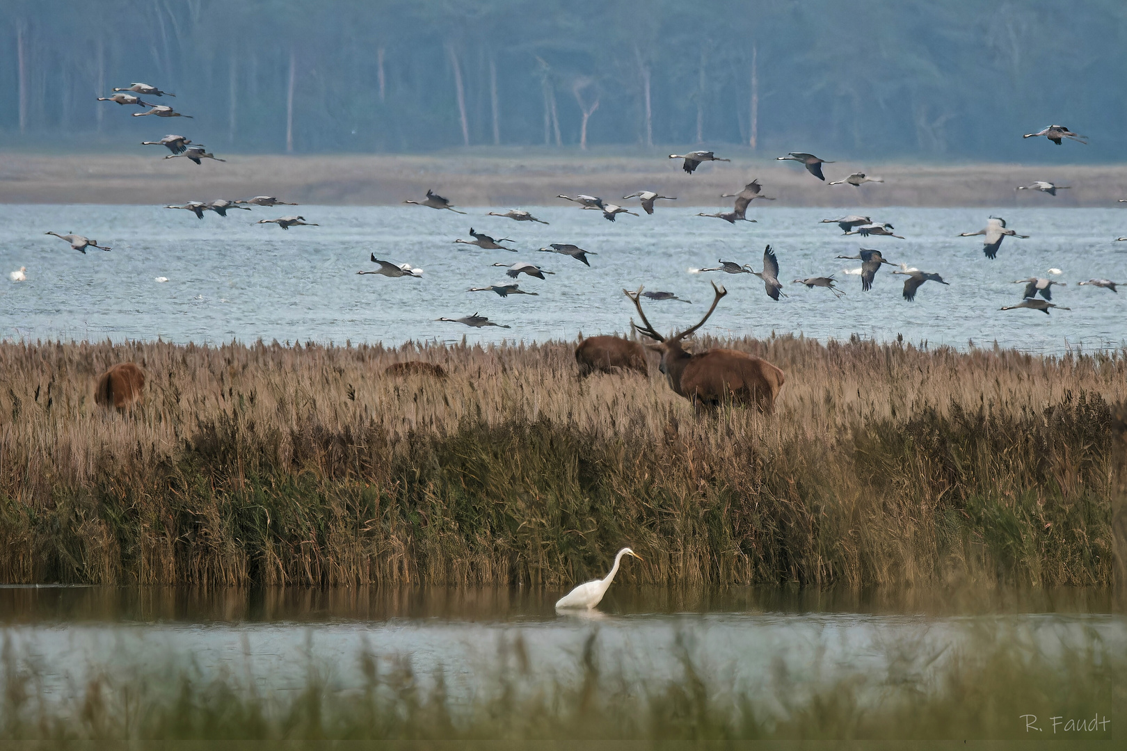 Reiher, Rotwild und Kraniche