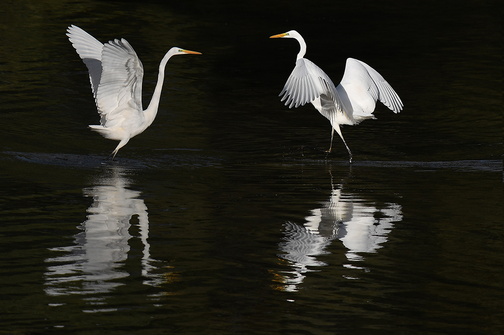 Reiher; Silberreiher am Koldinger See 